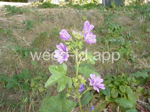 mallow, high